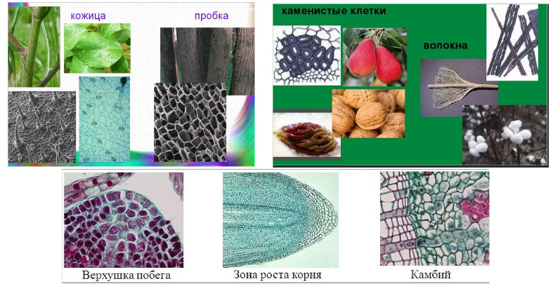 Биология тема ткани растений. Образовательные ткани растений 5 класс биология. Образовательная ткань механическая ткань.